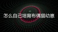 怎么自己培育布偶貓幼崽？如何培育布偶貓