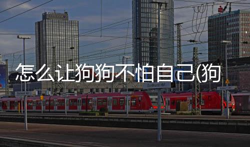 怎么讓狗狗不怕自己(狗狗不怕主人怎么辦)