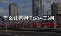 怎么讓狗狗快速認主(狗狗是怎么認路的)