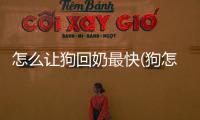 怎么讓狗回奶最快(狗怎么回奶快)