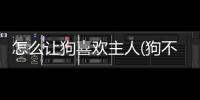 怎么讓狗喜歡主人(狗不怕主人怎么辦)