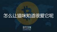 怎么讓貓咪知道很愛它呢？如何讓貓知道你很愛它