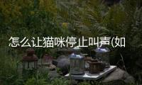 怎么讓貓咪停止叫聲(如何讓貓咪停止叫聲)