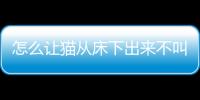 怎么讓貓從床下出來不叫(怎么讓貓從床下出來玩)