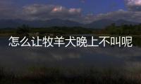 怎么讓牧羊犬晚上不叫呢？怎么讓牧羊犬晚上不叫喚