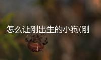 怎么讓剛出生的小狗(剛出生的小狗怎么選)