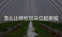 怎么讓德牧耳朵立起來視頻？德牧犬立耳教程