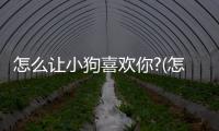 怎么讓小狗喜歡你?(怎么快速讓小狗不叫)