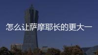怎么讓薩摩耶長的更大一點？怎么讓薩摩耶長不大