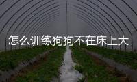 怎么訓(xùn)練狗狗不在床上大小便？怎樣訓(xùn)練狗狗不在屋里拉尿