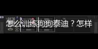 怎么訓練狗狗泰迪？怎樣訓練泰迪狗恭喜恭喜