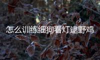 怎么訓練細狗看燈逮野雞(如何訓練細狗盯燈)