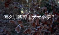 怎么訓練可卡犬大小便？怎么訓練可卡犬去工作