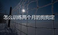 怎么訓練兩個月的狗狗定點大小便(怎么訓練兩個月的狗狗握手)