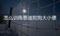 怎么訓練泰迪狗狗大小便(泰迪狗狗的動作代表什么意思)