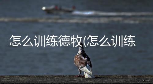 怎么訓練德牧(怎么訓練德牧在外面大小便)