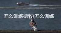 怎么訓練德牧(怎么訓練德牧在外面大小便)