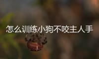 怎么訓練小狗不咬主人手(怎么訓練小狗不叫)