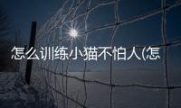 怎么訓練小貓不怕人(怎樣讓小貓不怕人)