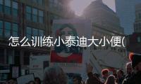怎么訓練小泰迪大小便(怎么訓練小狗定點拉尿)