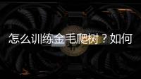 怎么訓練金毛爬樹？如何訓練金毛狗