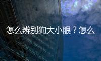 怎么辨別狗大小眼？怎么分辨狗大小