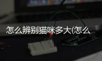 怎么辨別貓咪多大(怎么辨別貓咪多大年齡)