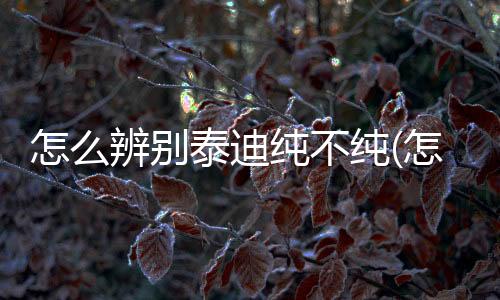 怎么辨別泰迪純不純(怎樣辨別泰迪狗的品種)