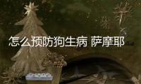 怎么預(yù)防狗生病 薩摩耶呢(怎么樣預(yù)防狗狗感冒)