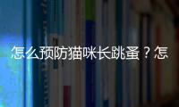 怎么預防貓咪長跳蚤？怎么防止貓咪長跳蚤