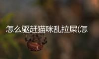 怎么驅(qū)趕貓咪亂拉屎(怎么有效驅(qū)趕貓咪)