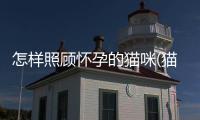 怎樣照顧懷孕的貓咪(貓咪生產完怎么照顧小貓)