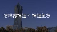 怎樣養(yǎng)錦鯉？ 錦鯉魚怎么養(yǎng)殖
