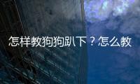 怎樣教狗狗趴下？怎么教狗狗趴著
