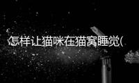 怎樣讓貓咪在貓窩睡覺(怎樣布置貓咪產房)