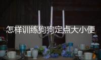 怎樣訓(xùn)練狗狗定點大小便(怎樣訓(xùn)練狗狗在衛(wèi)生間大小便)