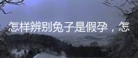 怎樣辨別兔子是假孕，怎樣辨別兔子的公母