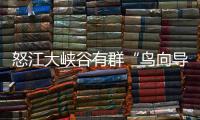 怒江大峽谷有群“鳥向導”