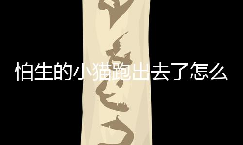 怕生的小貓跑出去了怎么辦呢？怕小貓跑出門怎么辦