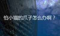 怕小貓的爪子怎么辦啊？怕貓咪抓怎么辦
