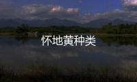 懷地黃種類