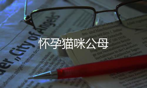 懷孕貓咪公母