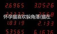 懷孕貓喜歡躲角落(貓在孕婦旁邊跑來跑去會有事嗎)