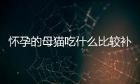 懷孕的母貓吃什么比較補身體(懷孕的貓貓吃什么)