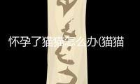 懷孕了貓貓怎么辦(貓貓懷孕吐了怎么辦)