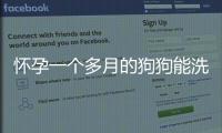 懷孕一個(gè)多月的狗狗能洗澡嗎(沒忍住給2月狗狗洗澡了)