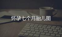 懷孕七個月胎兒圖
