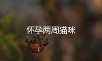 懷孕兩周貓咪