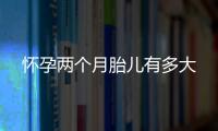 懷孕兩個月胎兒有多大