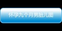 懷孕九個月男胎兒圖